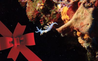 Diving gift? What training offer or offer this winter in Marseille or Martinique in February?