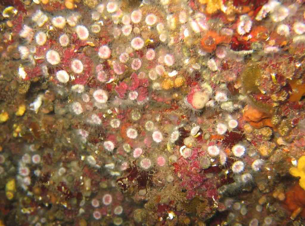 CnidAnthoHexa-Polycyathus muellerae-MadréporeColonial-Niolon