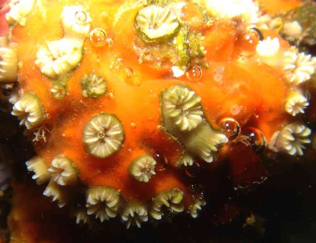 CnidAnthoHexa-Polycyathus muellerae-MadréporeColonial-Pi (1)