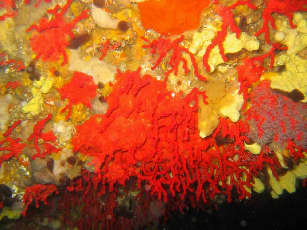 CnidAnthoOcto-Corallium rubrum-CorailRouge-MoyadeTerre-2 (1)