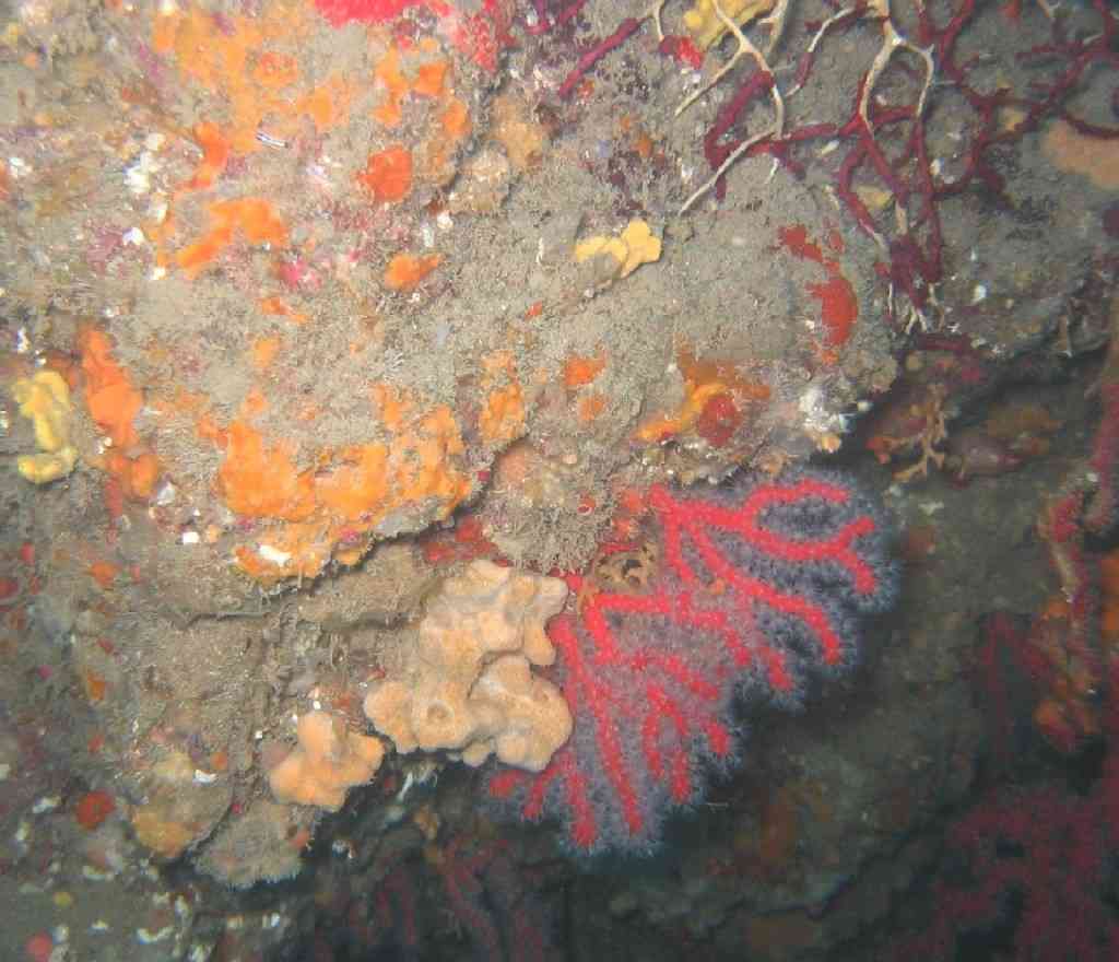 CnidAnthoOcto-Corallium rubrum-CorailRouge-Pharillons-40m -21