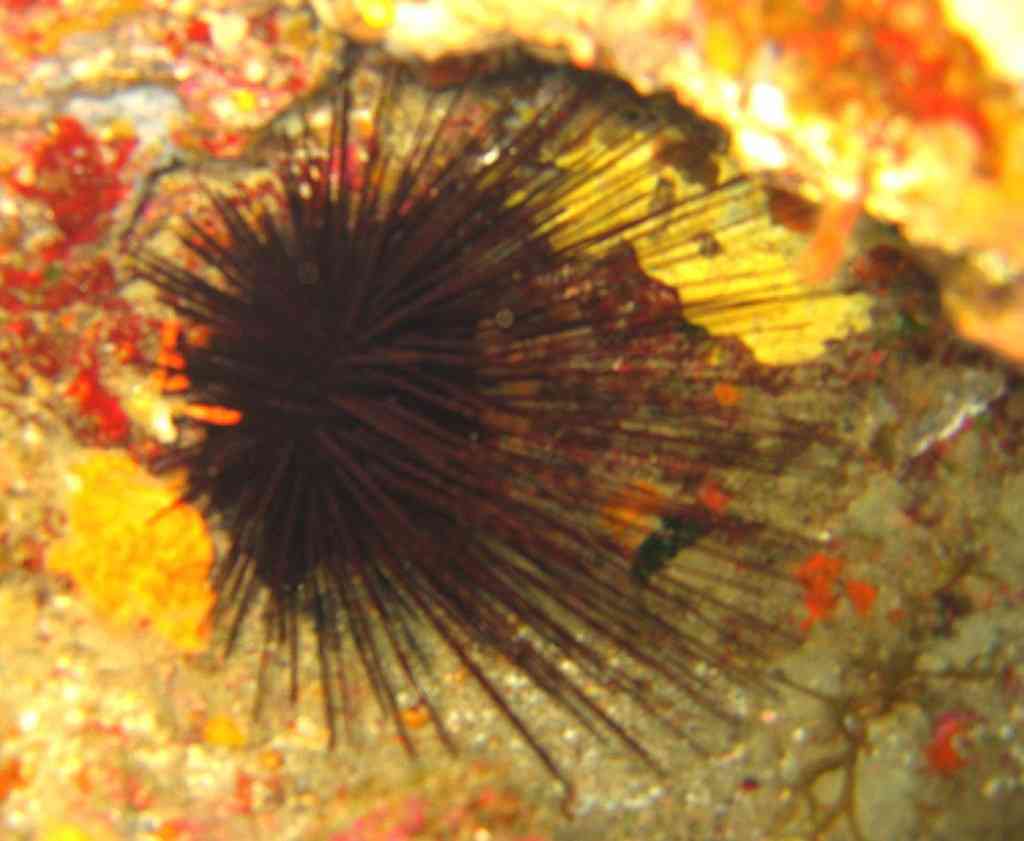 EchinoEchini-Centrostephanus longispinus-OursinDiadème-G (1)