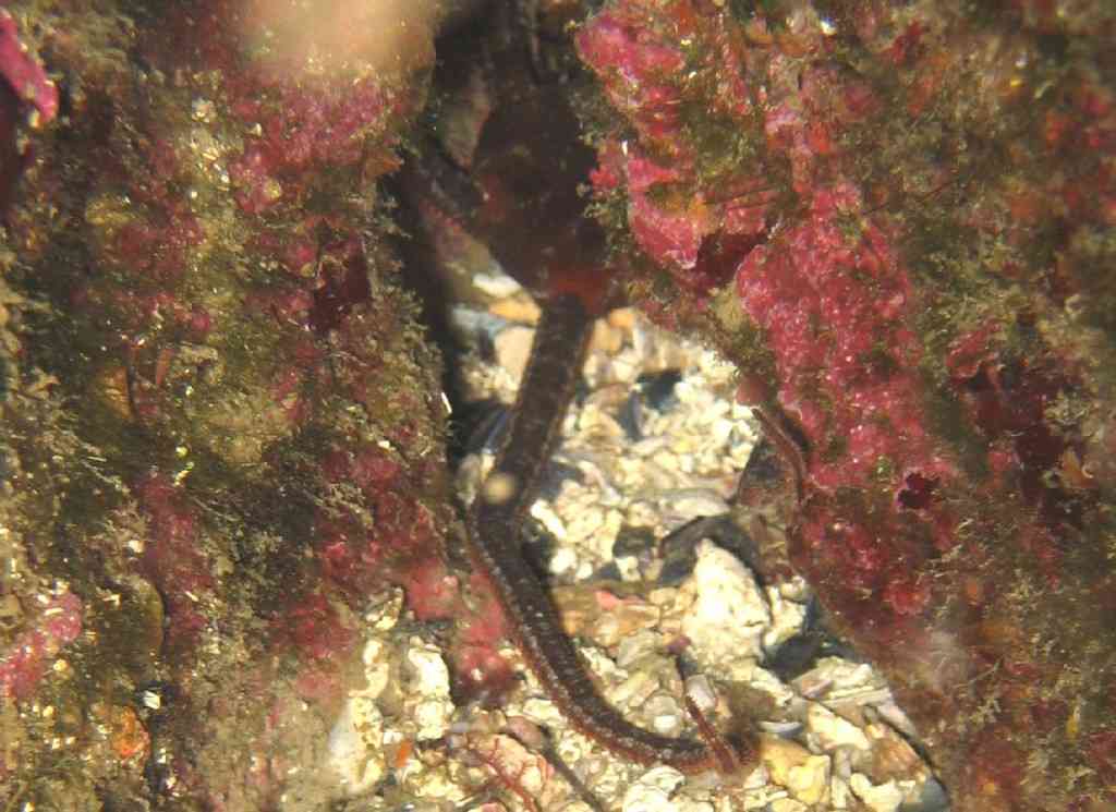 EchinoOphiur-Ophioderma longicaudum-PteLuque-20m-02-05-04-vm