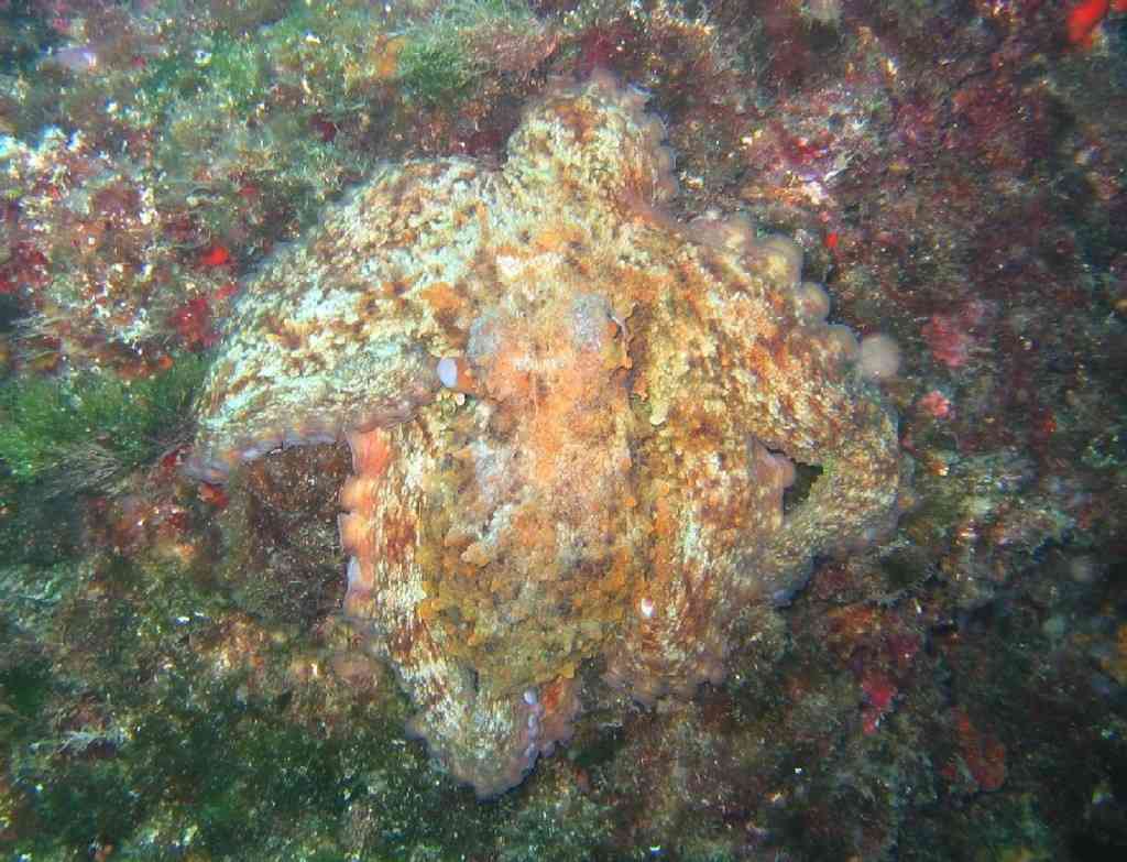 MOLLCÉPH-Octopus vulgaris-PieuvrePoulpe-vault-5m-08-07-04-V