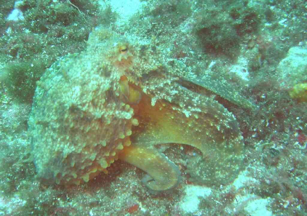 MollCéph-Octopus vulgaris-PieuvrePoulpe-ImpérialTerre-20m-18