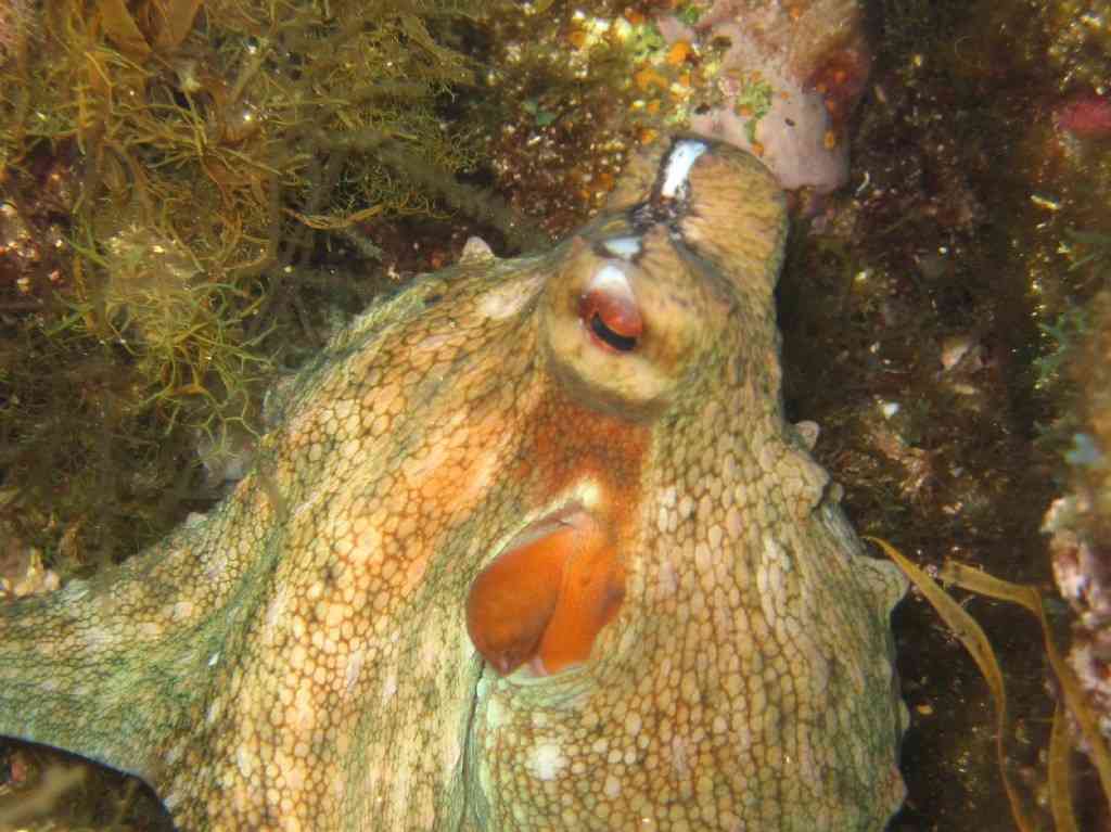 MollCéph-Octopus vulgaris-PieuvrePoulpe-MoyadeMer-5m-06-07-0