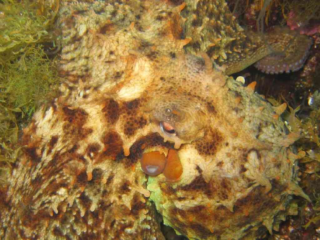 MOLLCÉPH-Octopus vulgaris-PieuvrePoulpe-MoyadeMer-5m-06-(1)