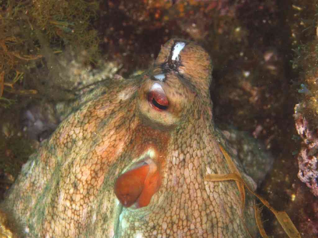MOLLCÉPH-Octopus vulgaris-PieuvrePoulpe-MoyadeMer-5m-06-(2)