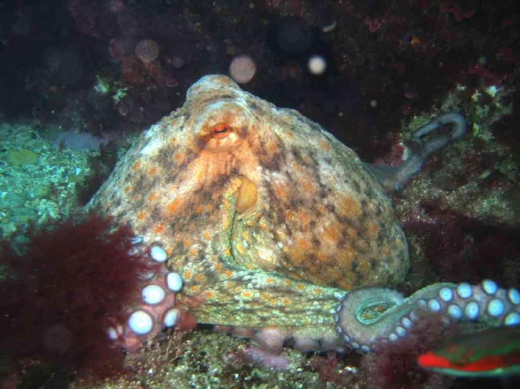 MollCéph-Octopus vulgaris-PieuvrePoulpe-NiolonErevineNord-15