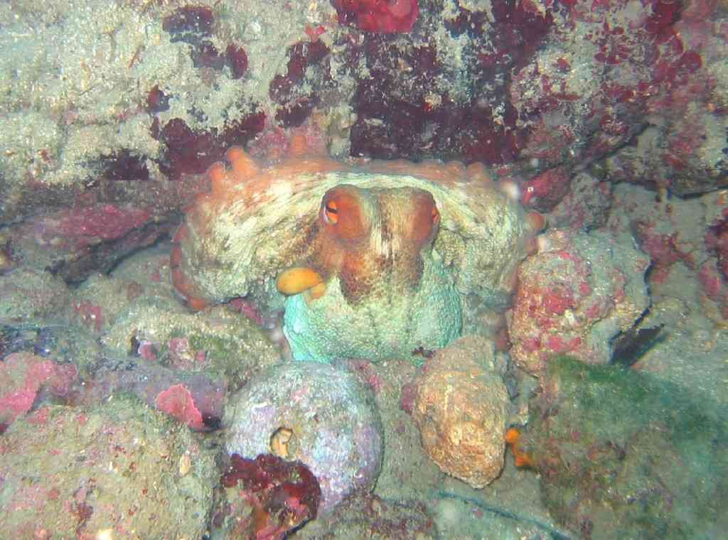 MollCéph-Octopus vulgaris-PieuvrePoulpe-NiolonFrapaou-5m-12-