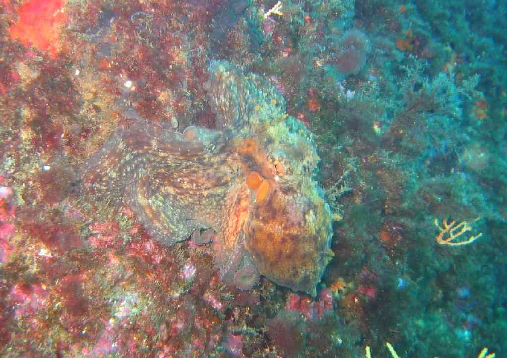 MollCéph-Octopus vulgaris-PieuvrePoulpe-Pharillons-15m-2 (1)