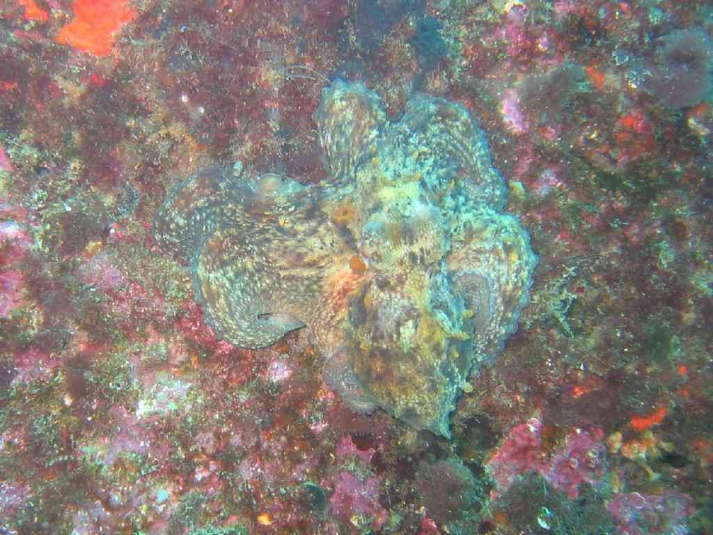 MollCéph-Octopus vulgaris-PieuvrePoulpe-Pharillons-15m-21-03