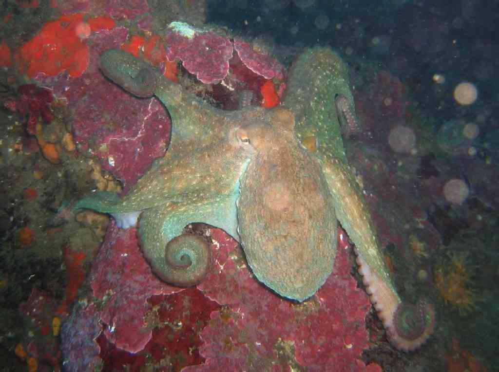 MollCéph-Octopus vulgaris-PieuvrePoulpe-Pharillons-40m-2 (1)