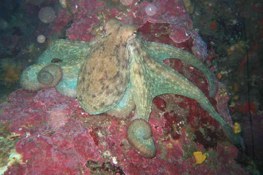 MollCéph-Octopus vulgaris-PieuvrePoulpe-Pharillons-40m-25-04
