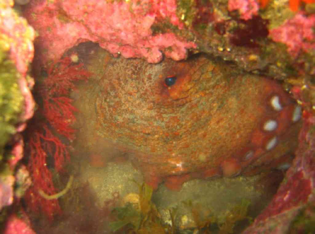 MollCéph-Octopus vulgaris-PieuvrePoulpe-PlanierTombant-15m-1