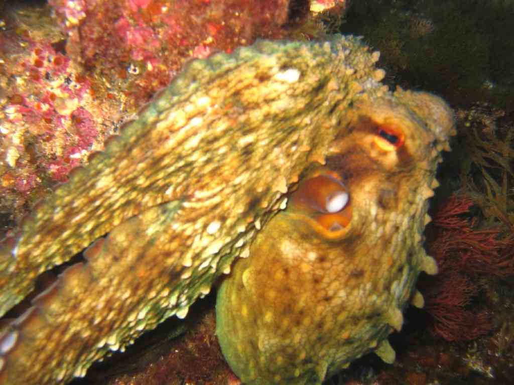 MollCéph-Octopus vulgaris-PieuvrePoulpe-Tiboulen-5m-05-0 (1)