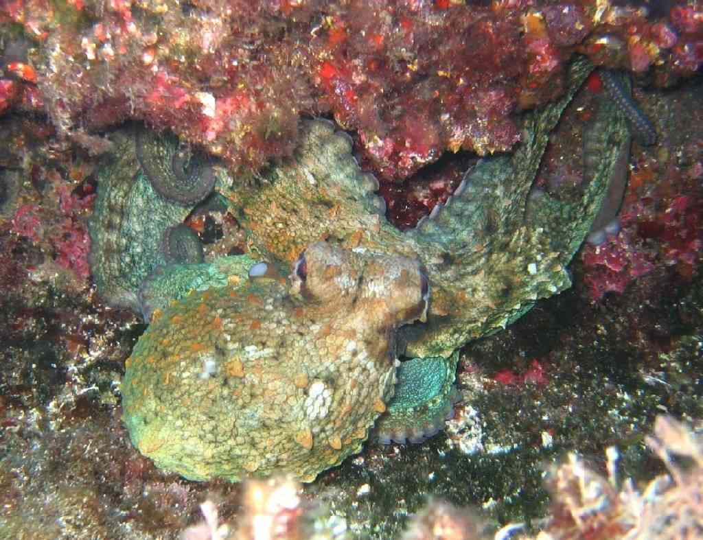 MollCéph-Octopus vulgaris-PieuvrePoulpe-Tiboulen-5m-05-0 (5)