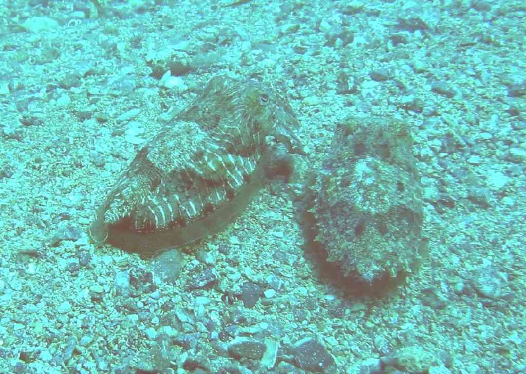 MOLLCÉPH-Sepia officinalis-cuttlefish-GiensMédes-10m-18-06-0 (1)
