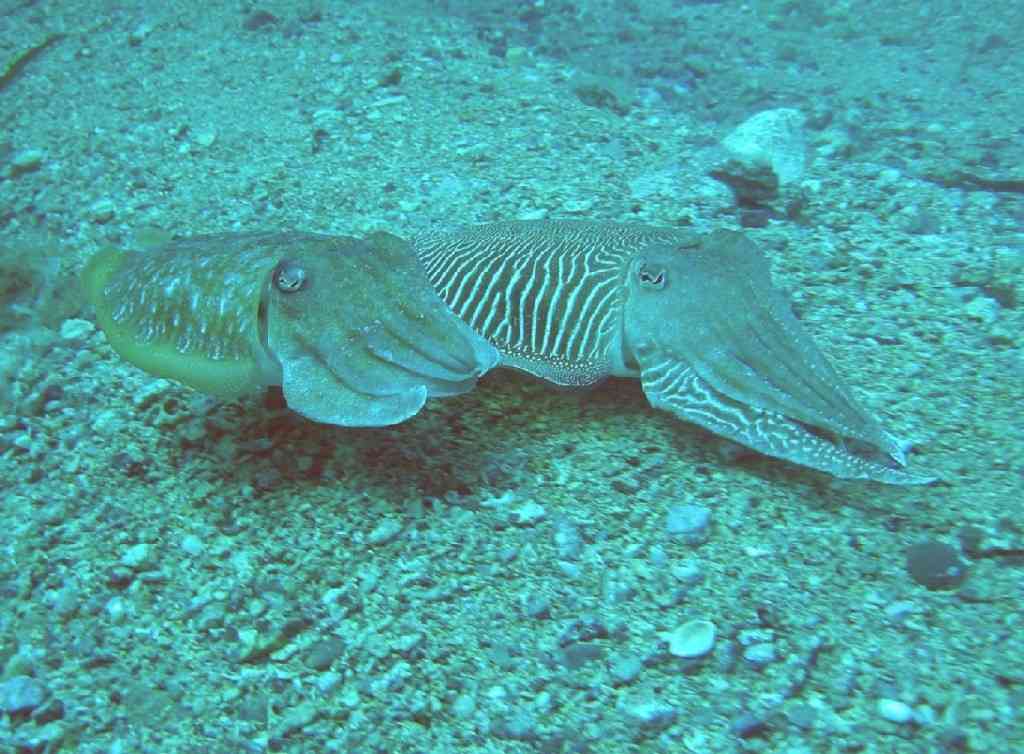 MOLLCÉPH-Sepia officinalis-cuttlefish-GiensMédes-10m-18-06-0 (2)