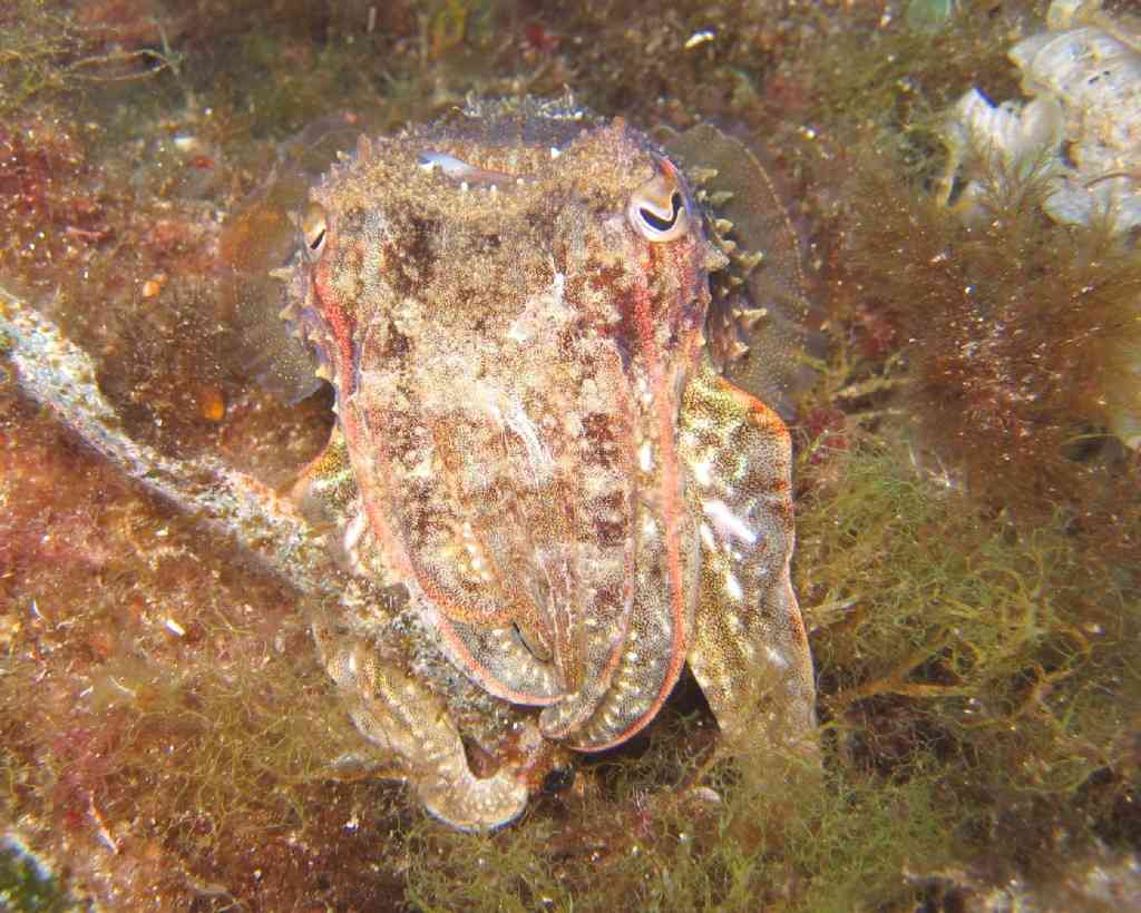 MOLLCÉPH-Sepia officinalis-cuttlefish-GiensMédes-10m-18-06-0 (3)
