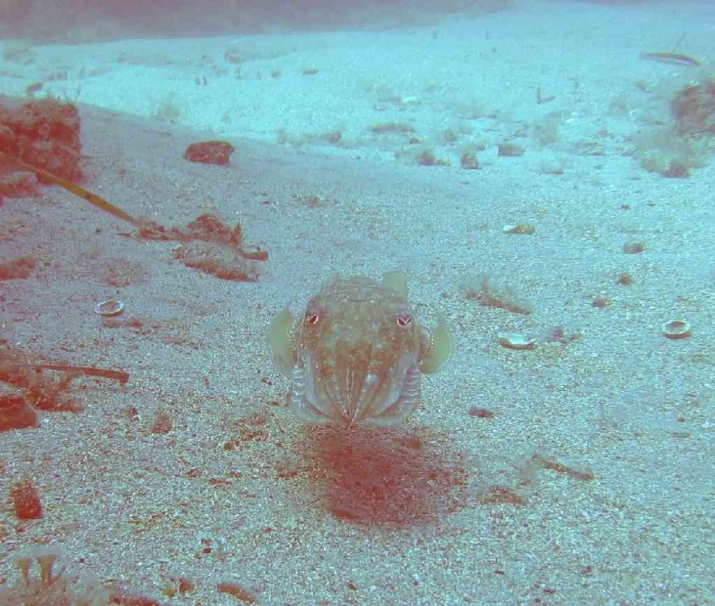 MOLLCÉPH-Sepia officinalis-cuttlefish-GiensMédes-10m-18-06-04-VM