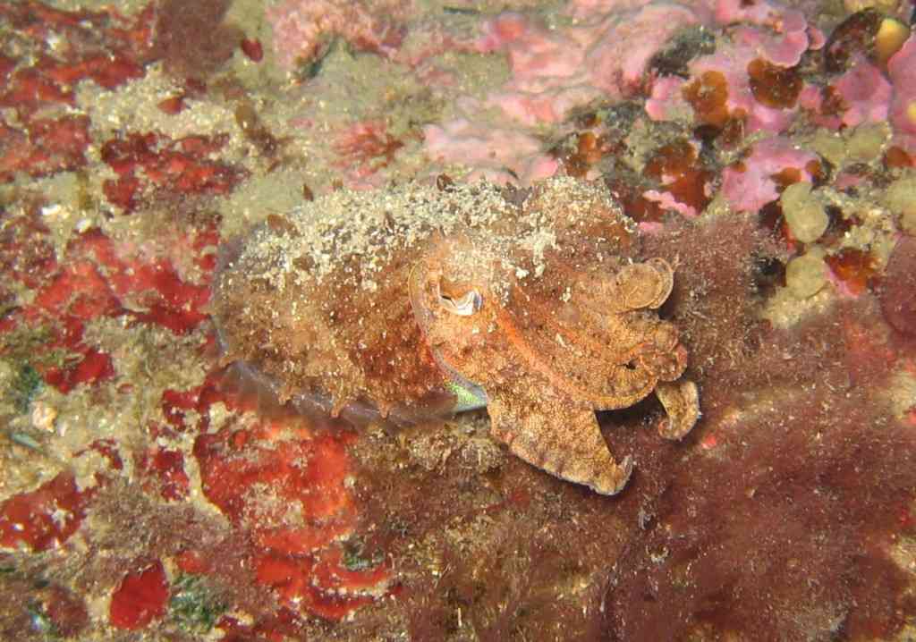 MOLLCÉPH-Sepia officinalis-cuttlefish-NiolonErevineTombW-5m-(1)