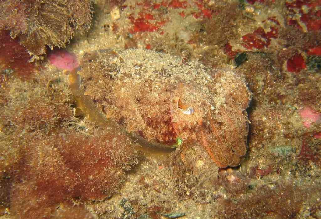 MOLLCÉPH-Sepia officinalis-cuttlefish-NiolonErevineTombW-5m-11-0
