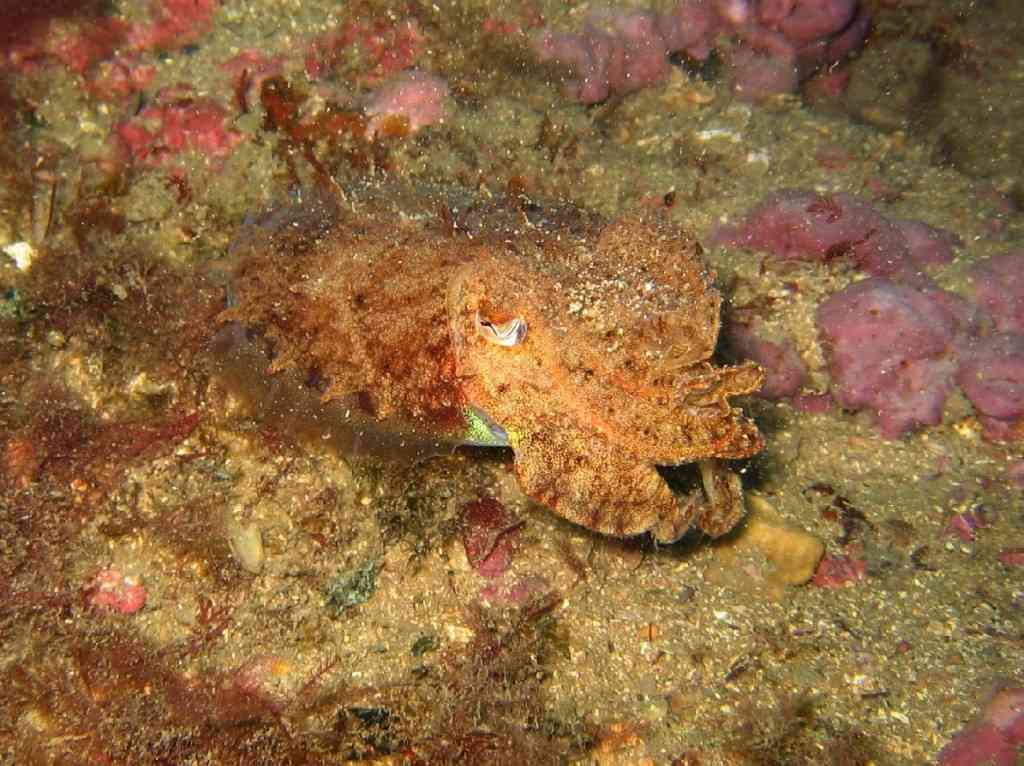 MOLLCÉPH-Sepia officinalis-cuttlefish-NiolonErevineTombW-5m-(2)