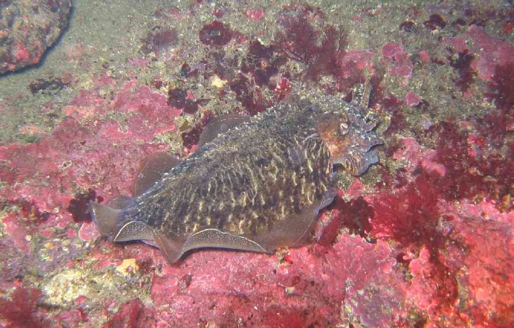 MOLLCÉPH-Sepia officinalis-cuttlefish-NiolonFrapaou-5m-12-04 (1)