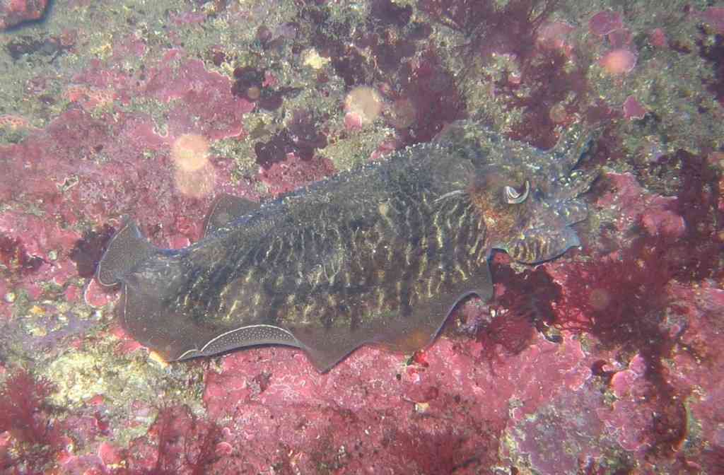 MOLLCÉPH-Sepia officinalis-cuttlefish-NiolonFrapaou-5m-12-04 (2)