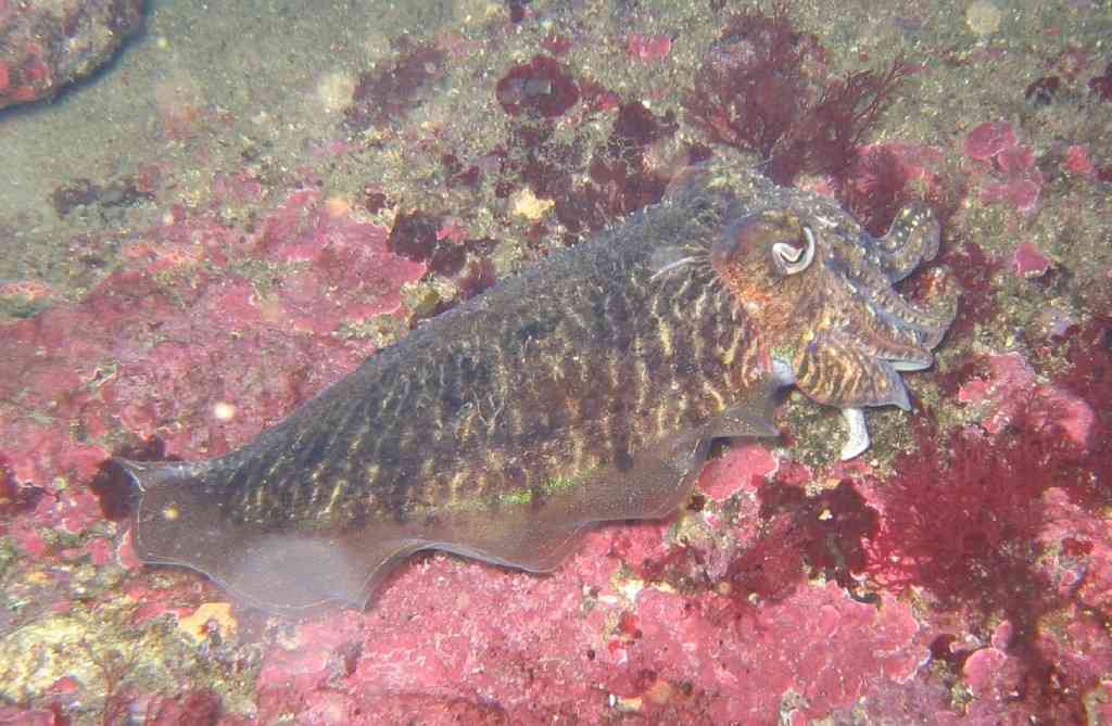 MOLLCÉPH-Sepia officinalis-cuttlefish-NiolonFrapaou-5m-12-04 (3)