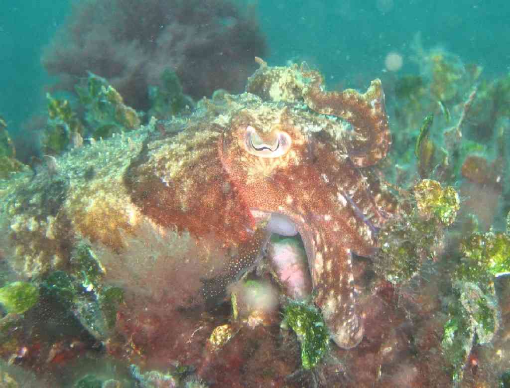 MOLLCÉPH-Sepia officinalis-cuttlefish-NiolonQuai-10m-20-05-0 (1)