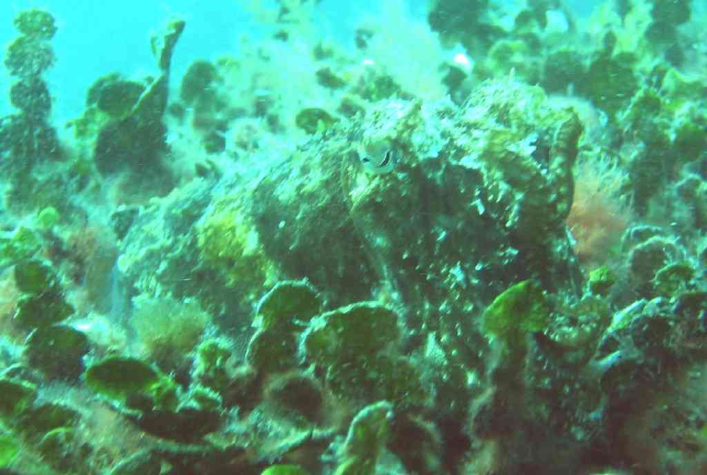 MOLLCÉPH-Sepia officinalis-cuttlefish-NiolonQuai-10m-20-05-0 (2)