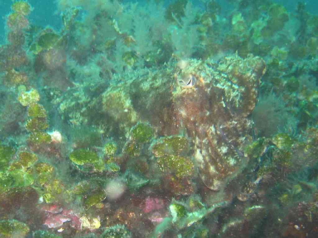 MOLLCÉPH-Sepia officinalis-cuttlefish-NiolonQuai-10m-20-05-0 (3)