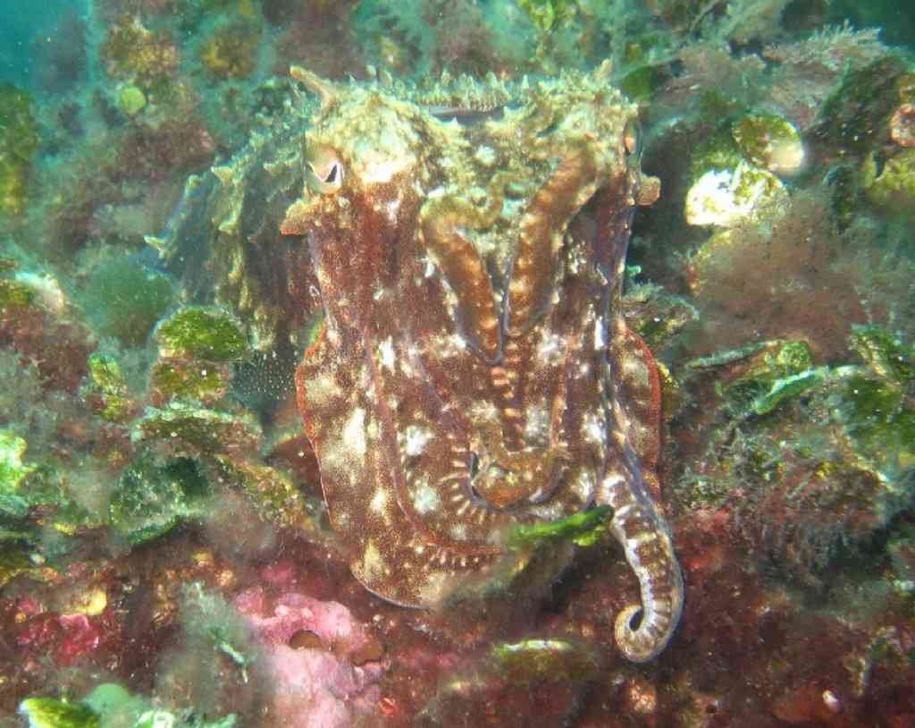 MOLLCÉPH-Sepia officinalis-cuttlefish-NiolonQuai-10m-20-05-0 (4)