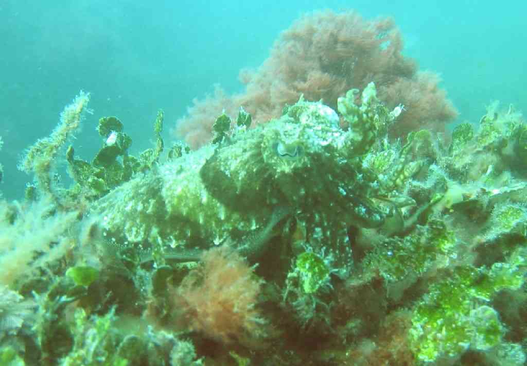 MOLLCÉPH-Sepia officinalis-cuttlefish-NiolonQuai-10m-20-05-04-VM