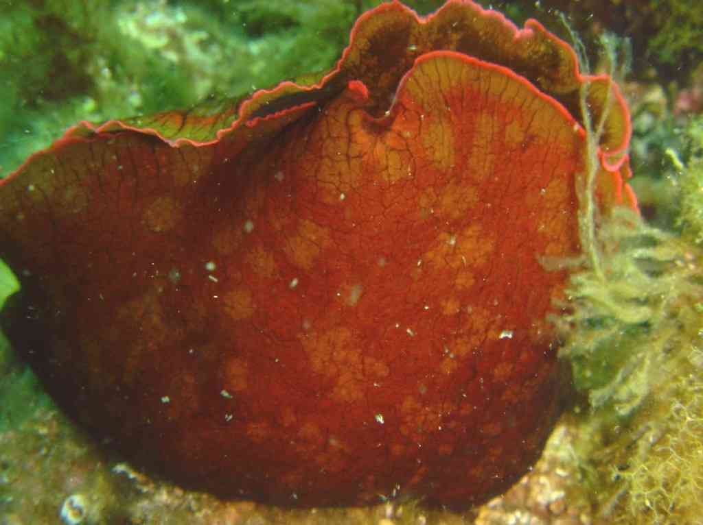 MollGasterNud-Aplysia depilans-LièvreMer-PlanierTombant- (3)