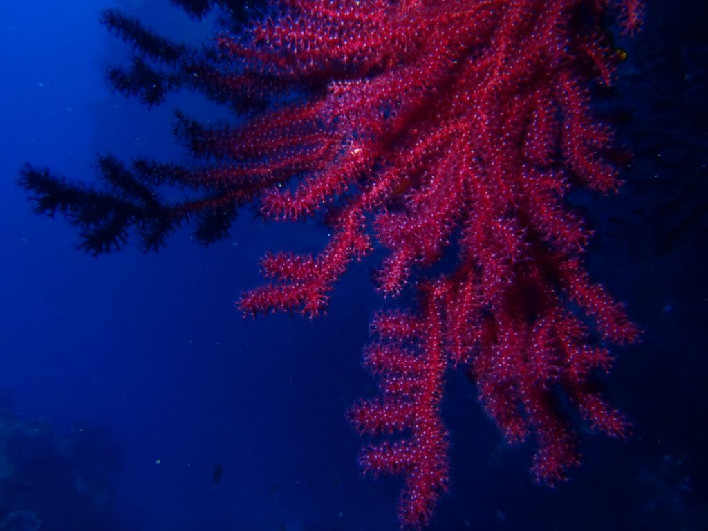 Korallen-Identifikationsformation