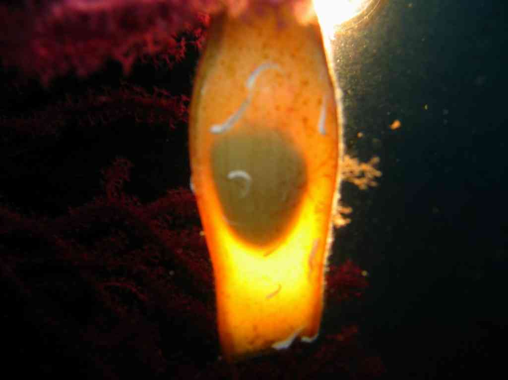 PoissChondrych-Scyliorhinus canicula-PetiteRoussette-oeu (2)