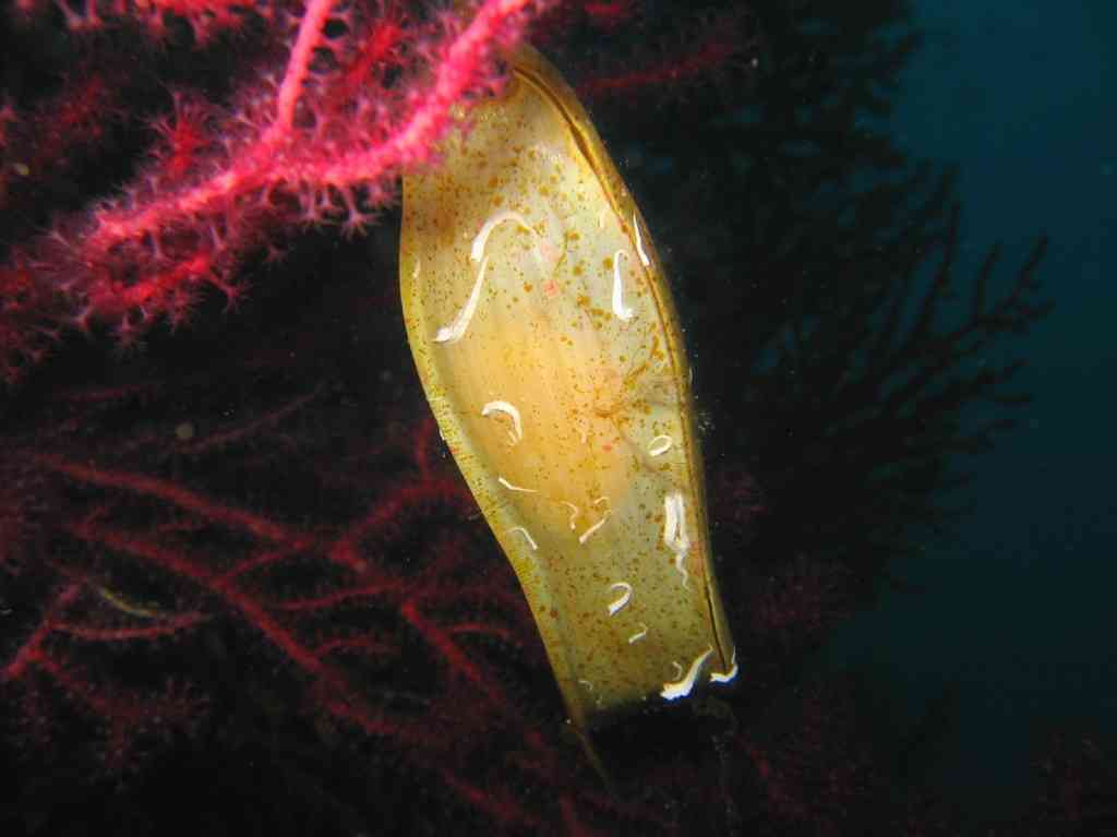 PoissChondrych-Scyliorhinus canicula-PetiteRoussette-oeuf-Ti