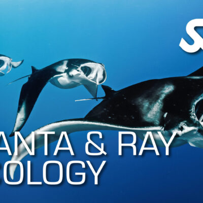 Manta Ray ecology