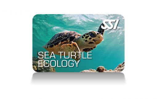Ökologie der Meeresschildkröte