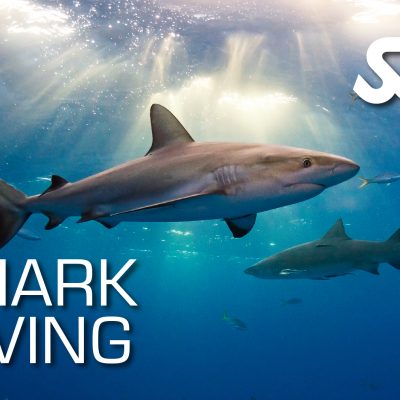 Shark Ecology SSI - Cours en ligne