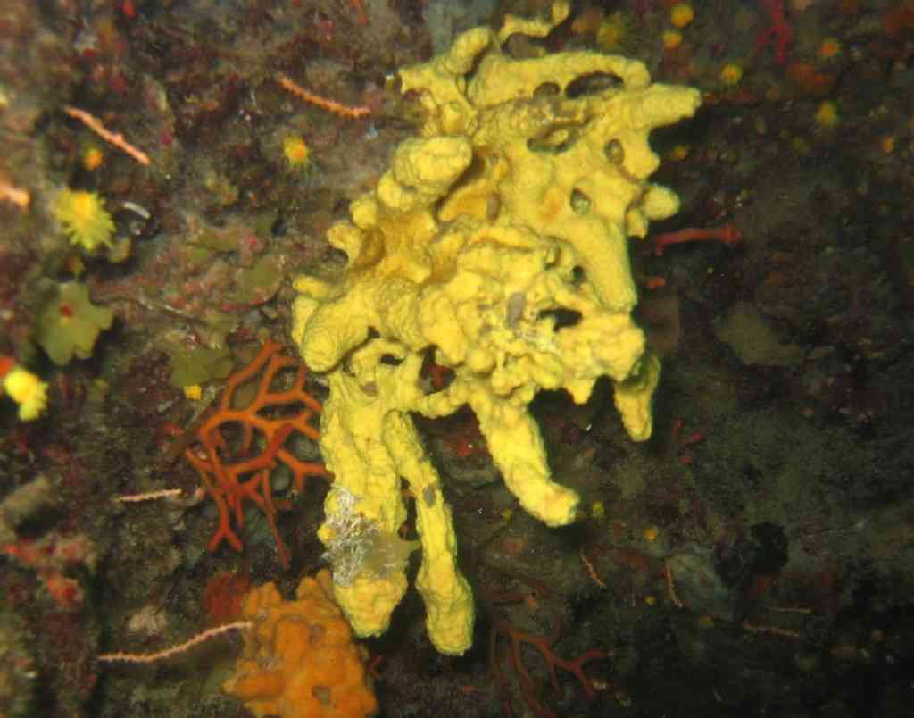 Spong-Aplysina ex Verongia cavernicola-EpongeCavernicole (1)