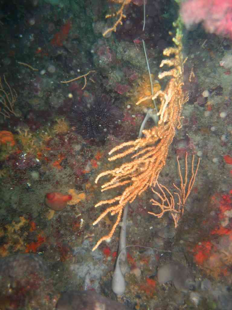 Spong-Chondrosia reniformis-EpongeCartilagineuse-NiolonQuai-