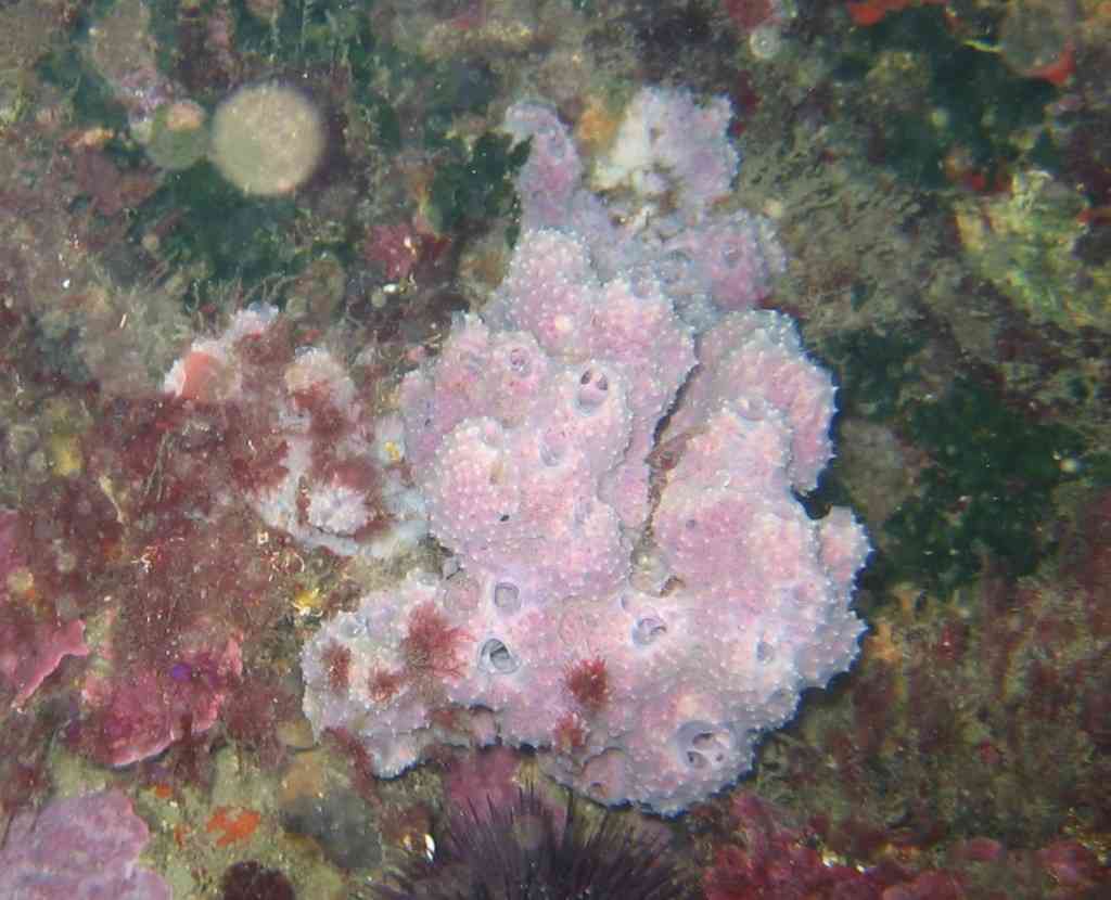 Spong-Dysidea avara-EpongeCavernicole-NiolonQuai-5m-12-0 (1)