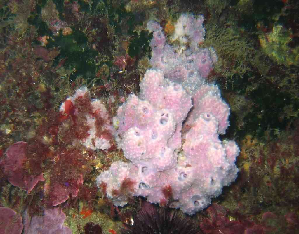Spong-Dysidea avara-EpongeCavernicole-NiolonQuai-5m-12-04-04